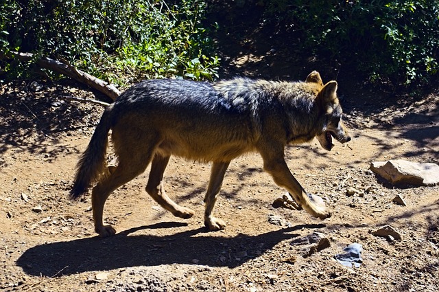 tucson-640x480-70740726.jpeg