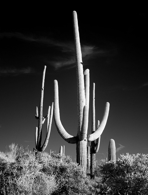 Tucson